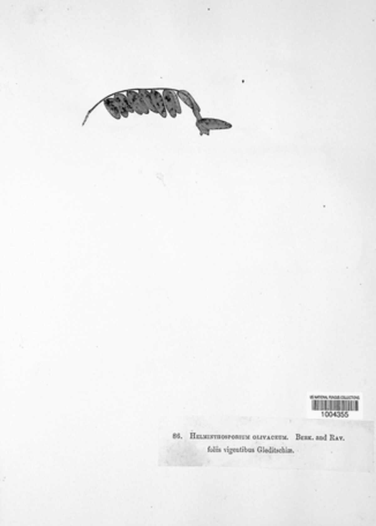 Helminthosporium olivaceum image